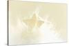 A Cream-White Christmassy Star in a Fleecy Bed-Petra Daisenberger-Stretched Canvas