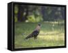 A Crested Caracara, Caracara Plancus, in Ibirapuera Park-Alex Saberi-Framed Stretched Canvas