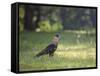 A Crested Caracara, Caracara Plancus, in Ibirapuera Park-Alex Saberi-Framed Stretched Canvas