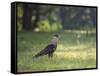 A Crested Caracara, Caracara Plancus, in Ibirapuera Park-Alex Saberi-Framed Stretched Canvas