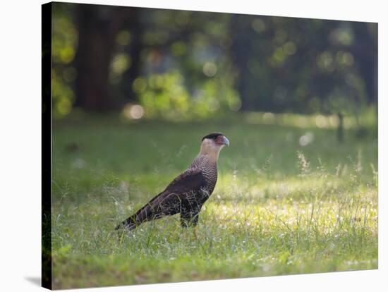 A Crested Caracara, Caracara Plancus, in Ibirapuera Park-Alex Saberi-Stretched Canvas