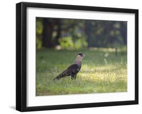 A Crested Caracara, Caracara Plancus, in Ibirapuera Park-Alex Saberi-Framed Photographic Print