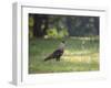 A Crested Caracara, Caracara Plancus, in Ibirapuera Park-Alex Saberi-Framed Photographic Print