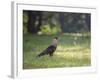 A Crested Caracara, Caracara Plancus, in Ibirapuera Park-Alex Saberi-Framed Photographic Print