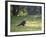 A Crested Caracara, Caracara Plancus, in Ibirapuera Park-Alex Saberi-Framed Photographic Print