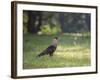 A Crested Caracara, Caracara Plancus, in Ibirapuera Park-Alex Saberi-Framed Photographic Print