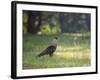 A Crested Caracara, Caracara Plancus, in Ibirapuera Park-Alex Saberi-Framed Photographic Print