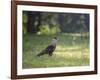 A Crested Caracara, Caracara Plancus, in Ibirapuera Park-Alex Saberi-Framed Photographic Print