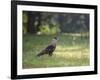 A Crested Caracara, Caracara Plancus, in Ibirapuera Park-Alex Saberi-Framed Photographic Print