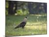 A Crested Caracara, Caracara Plancus, in Ibirapuera Park-Alex Saberi-Mounted Photographic Print