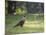 A Crested Caracara, Caracara Plancus, in Ibirapuera Park-Alex Saberi-Mounted Photographic Print