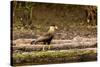 A crested caracara walks along a river bank in the Pantanal, Brazil-James White-Stretched Canvas