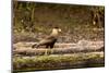 A crested caracara walks along a river bank in the Pantanal, Brazil-James White-Mounted Photographic Print