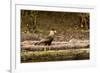 A crested caracara walks along a river bank in the Pantanal, Brazil-James White-Framed Premium Photographic Print