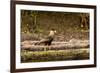 A crested caracara walks along a river bank in the Pantanal, Brazil-James White-Framed Premium Photographic Print