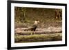 A crested caracara walks along a river bank in the Pantanal, Brazil-James White-Framed Premium Photographic Print