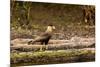 A crested caracara walks along a river bank in the Pantanal, Brazil-James White-Mounted Premium Photographic Print