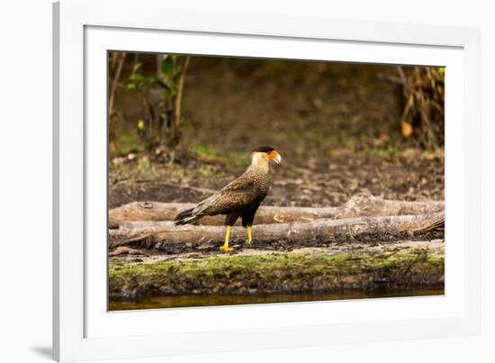 A crested caracara walks along a river bank in the Pantanal, Brazil-James White-Framed Photographic Print