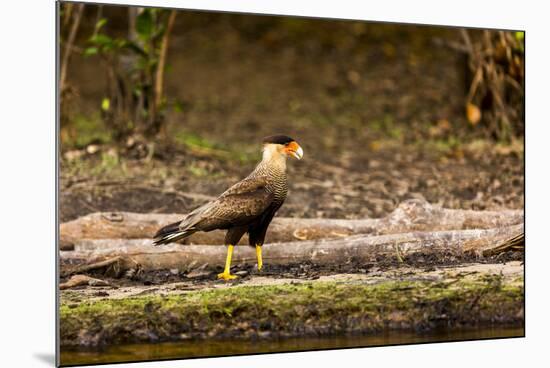 A crested caracara walks along a river bank in the Pantanal, Brazil-James White-Mounted Photographic Print