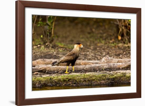 A crested caracara walks along a river bank in the Pantanal, Brazil-James White-Framed Photographic Print