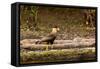 A crested caracara walks along a river bank in the Pantanal, Brazil-James White-Framed Stretched Canvas