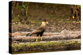 A crested caracara walks along a river bank in the Pantanal, Brazil-James White-Stretched Canvas