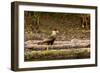A crested caracara walks along a river bank in the Pantanal, Brazil-James White-Framed Photographic Print