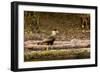 A crested caracara walks along a river bank in the Pantanal, Brazil-James White-Framed Photographic Print