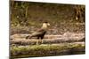 A crested caracara walks along a river bank in the Pantanal, Brazil-James White-Mounted Photographic Print
