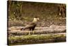 A crested caracara walks along a river bank in the Pantanal, Brazil-James White-Stretched Canvas