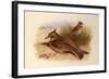 A Crested Lark, British Birds-Archibald Thorburn-Framed Giclee Print