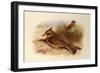 A Crested Lark, British Birds-Archibald Thorburn-Framed Giclee Print