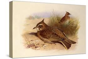 A Crested Lark, British Birds-Archibald Thorburn-Stretched Canvas