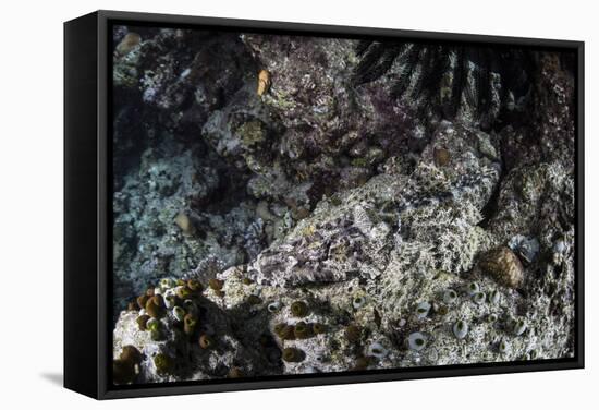 A Crocodilefish Lays on the Seafloor in the Solomon Islands-Stocktrek Images-Framed Stretched Canvas