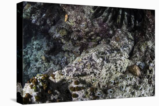 A Crocodilefish Lays on the Seafloor in the Solomon Islands-Stocktrek Images-Stretched Canvas