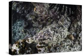 A Crocodilefish Lays on the Seafloor in the Solomon Islands-Stocktrek Images-Stretched Canvas