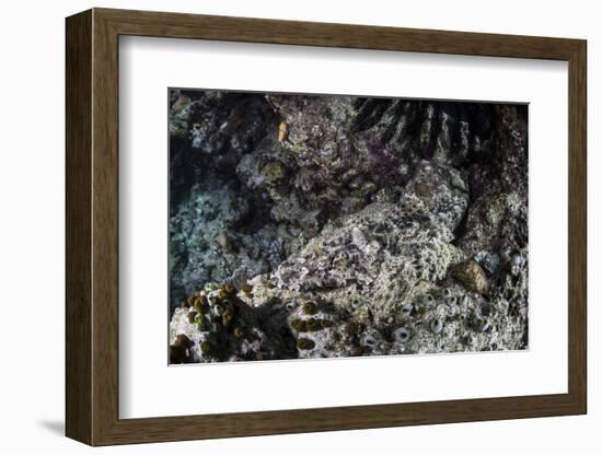 A Crocodilefish Lays on the Seafloor in the Solomon Islands-Stocktrek Images-Framed Photographic Print