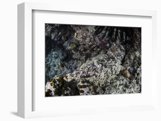 A Crocodilefish Lays on the Seafloor in the Solomon Islands-Stocktrek Images-Framed Photographic Print
