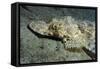 A Crocodilefish Lies Motionless on the Sandy Bottom, Papua New Guinea-null-Framed Stretched Canvas