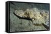 A Crocodilefish Lies Motionless on the Sandy Bottom, Papua New Guinea-null-Framed Stretched Canvas