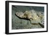 A Crocodilefish Lies Motionless on the Sandy Bottom, Papua New Guinea-null-Framed Photographic Print