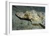 A Crocodilefish Lies Motionless on the Sandy Bottom, Papua New Guinea-null-Framed Photographic Print