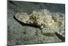 A Crocodilefish Lies Motionless on the Sandy Bottom, Papua New Guinea-null-Mounted Photographic Print