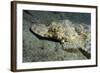 A Crocodilefish Lies Motionless on the Sandy Bottom, Papua New Guinea-null-Framed Photographic Print