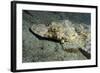 A Crocodilefish Lies Motionless on the Sandy Bottom, Papua New Guinea-null-Framed Photographic Print