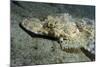 A Crocodilefish Lies Motionless on the Sandy Bottom, Papua New Guinea-null-Mounted Photographic Print