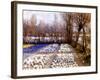 A Crocus Field in Spring, C.1889-George Hitchcock-Framed Giclee Print