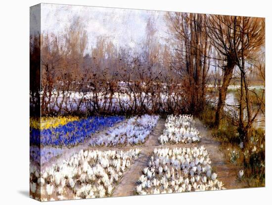 A Crocus Field in Spring, C.1889-George Hitchcock-Stretched Canvas