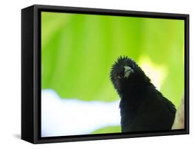 A Crow Stares at the Camera with Great Curiosity-Alex Saberi-Framed Stretched Canvas