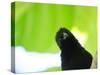 A Crow Stares at the Camera with Great Curiosity-Alex Saberi-Stretched Canvas